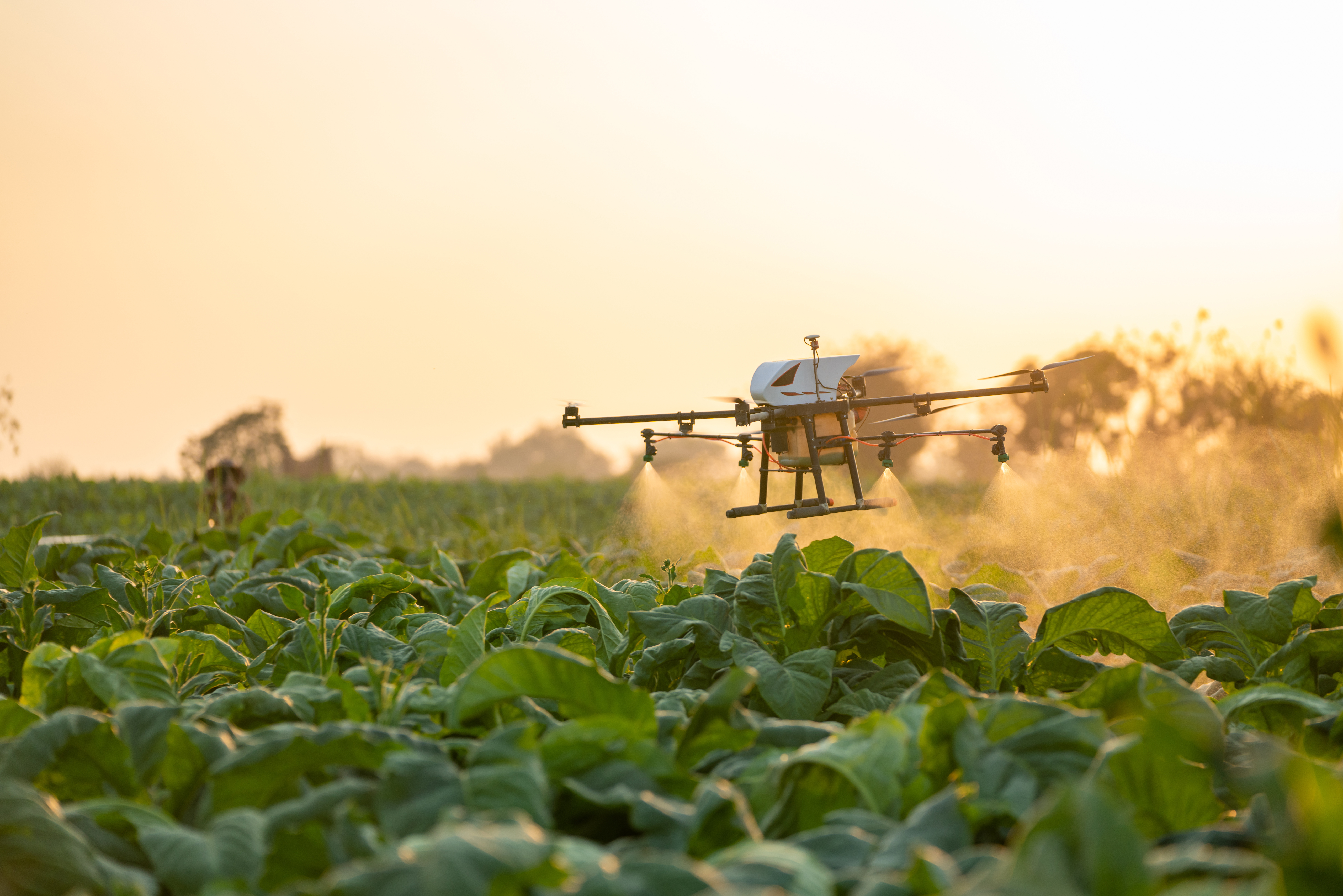 A drone flies over vegetables in a farm, spraying pesticide, during sunset