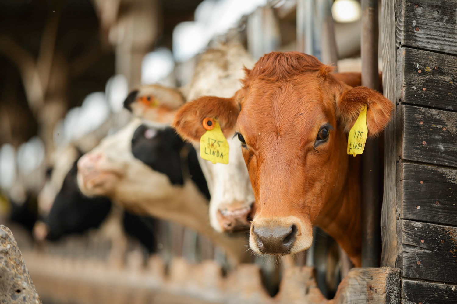 Cows in barn stalls at a dairy farm. A brown cow with yellow tags hanging from its ears looks into the camera.