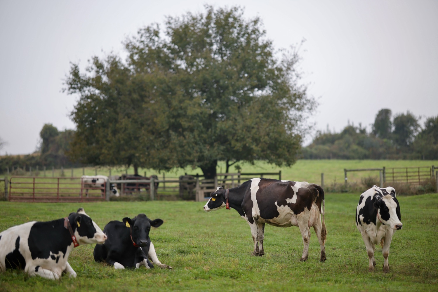 Cows graze on a field at a Pennsylvania farm.